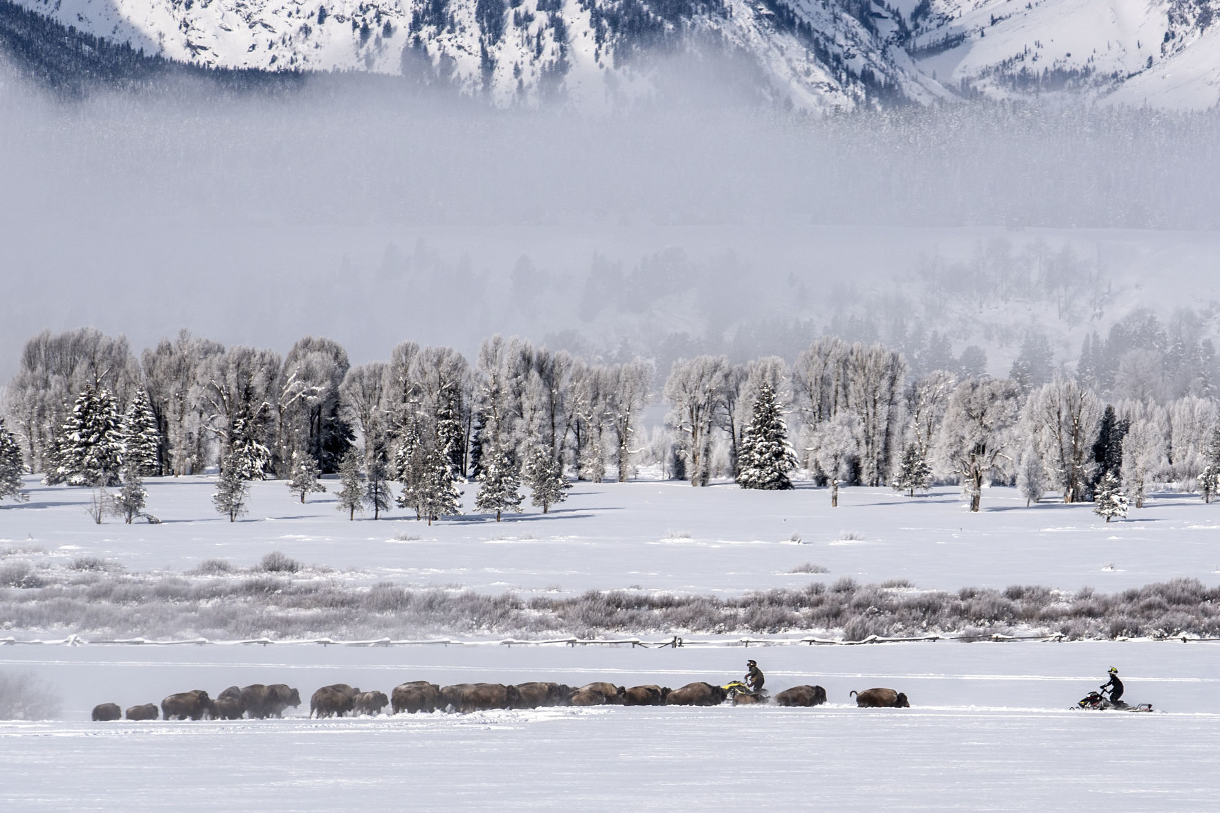 Bison drive in Grand Teton National Park